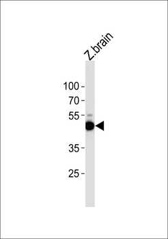 DANRE atg4b Antibody (N-term)