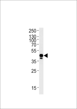 DANRE efnb2a Antibody (Center)