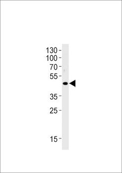 OR51E1 Antibody (C-term)