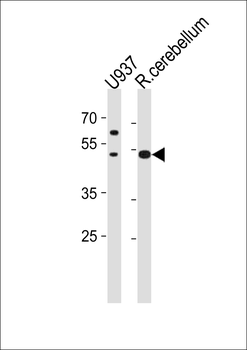 SLC25A25 Antibody (N-term)