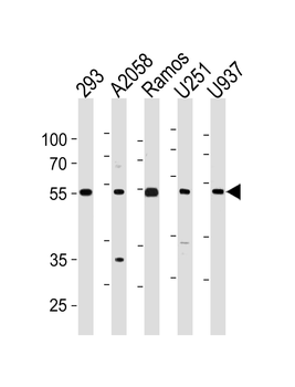 CDCA7L Antibody (C-term)