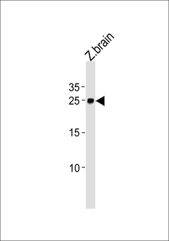 DANRE ywhag1 Antibody (Center)