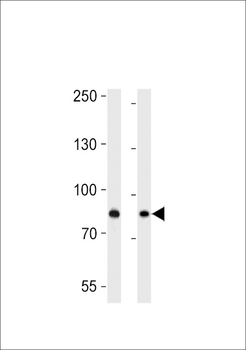 USP51 Antibody (Center)