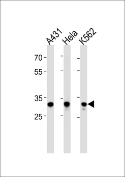 APBB3 Antibody (Center)