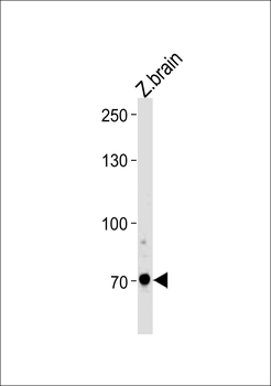 DANRE arnt2 Antibody (Center)