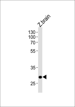 DANRE hoxc9a Antibody (C-term)
