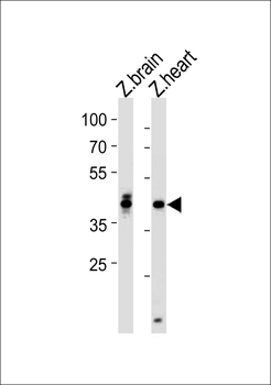 DANRE hoxa1a Antibody (Center)