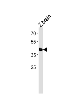 DANRE tfap2e Antibody (C-term)