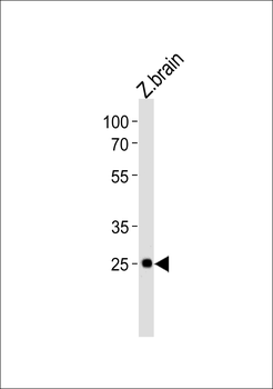 DANRE dlx6a Antibody (C-term)
