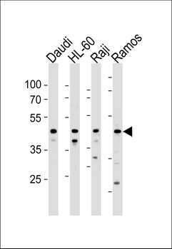 LILRA3 Antibody (C-term)