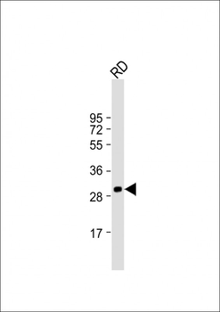 CCND2 Antibody (C-term S279/T280)