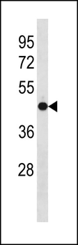 OLFM3 Antibody (N-term)
