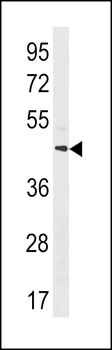 MRGPRX4 Antibody (C-term)