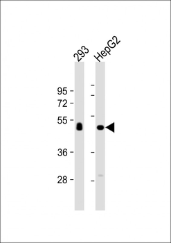 CPVL Antibody (C-term)