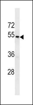 TAS2R43 Antibody (Center)