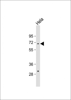 TAF1B Antibody (Center)