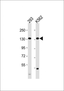 MCM9 Antibody (C-term)