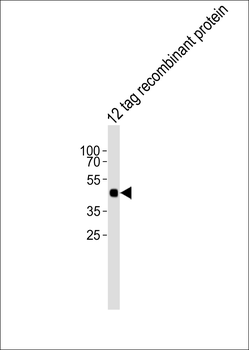HA Tag Antibody