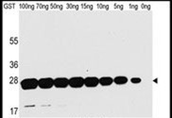 GST Antibody