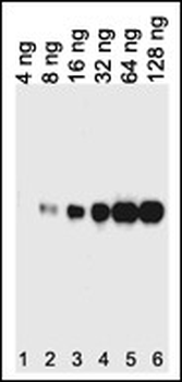 HIS Tag Antibody