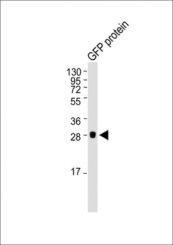 GFP Tag Antibody