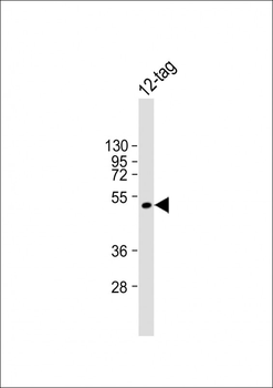 HA Tag Antibody