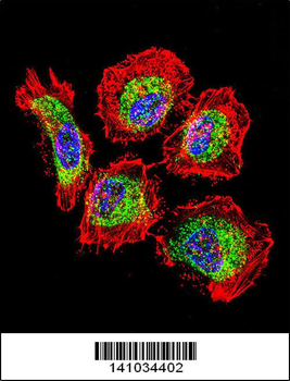 Vimentin Antibody