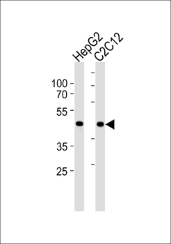 SMAD3-S208 Antibody