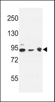 DNAJC6 Antibody (Center)