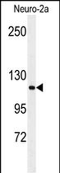 RERE Antibody (N-term)