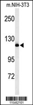 NEDD4 Antibody (C-term)