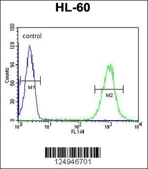ICB1 Antibody (C-term)