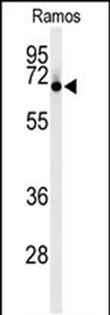 FASTKD2 Antibody (Center)