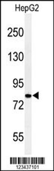 CDH20 Antibody (N-term)