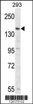 PCDH17 Antibody (C-term)
