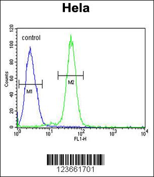 AGXT2 Antibody (C-term)