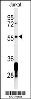 RNF8 Antibody