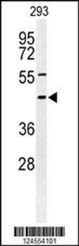STX1A Antibody (N-term)