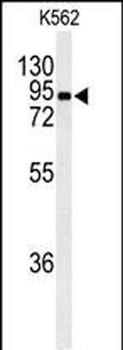 EFHC2 Antibody (N-term)