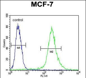 RPS24 Antibody (Center)