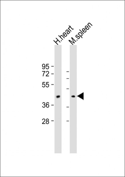 COXI Antibody (Center)