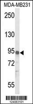 IL17RD Antibody (N-term)