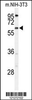 TMEM108 Antibody (C-term)