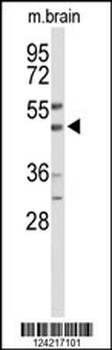 WIPI2 Antibody (C-term)
