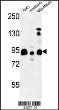 SGIP1 Antibody (N-term)