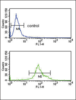 HSD17B3 Antibody (Center)