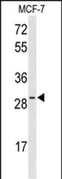 HES6 Antibody (N-term)