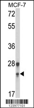 GINS1 Antibody (N-term)