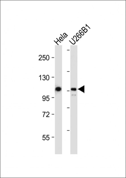 GEN1 Antibody (N-term)