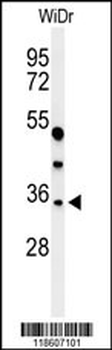 MAFA Antibody (C-term)